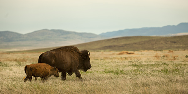 Bison roam the El Uno Ecological Reserve (Rancho El Uno) near Janos, Chihuahua, in northern Mexico. © Dave Lauridsen