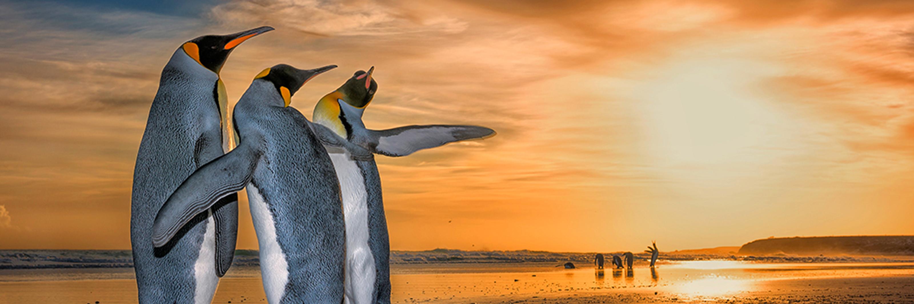 Three penguins on a beach with sunrise in the back.