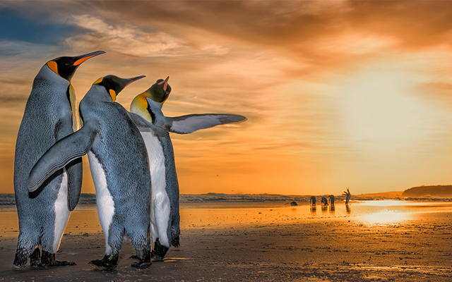 Three penguins on a beach with sunrise in the back.