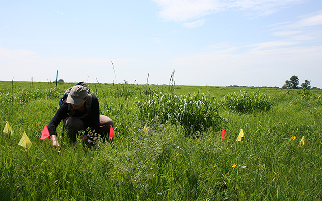 Person kneeling and examining plants in a green field with wildflowers and colorful flags marking certain plants. © Laura Rose Clawson/TNC