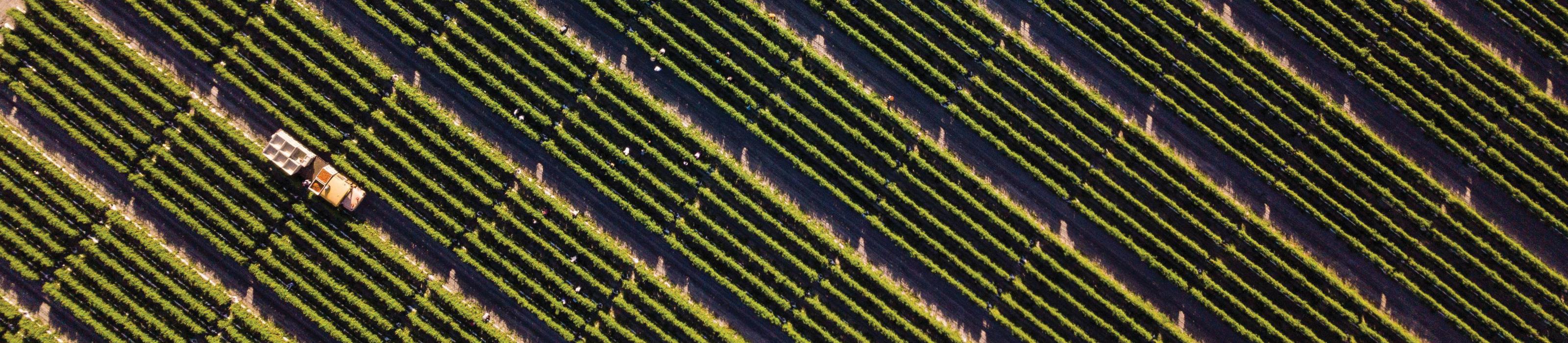 Aerial view of tomato crops. Photo Credit: © Lipman Family Farms