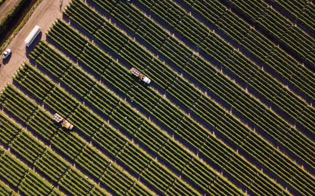 Aerial view of tomato crops. Photo Credit: © Lipman Family Farms