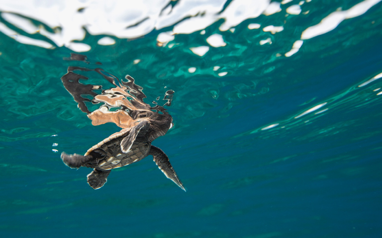 A newly hatched baby turtle makes its way into the ocean in the Solomon Islands. © Tim Calver 