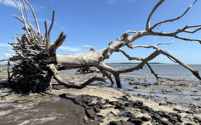 Large driftwood trees lie on the beach at Big Talbot Island State Park. Photo Credit: © Elaine Liles/TNC