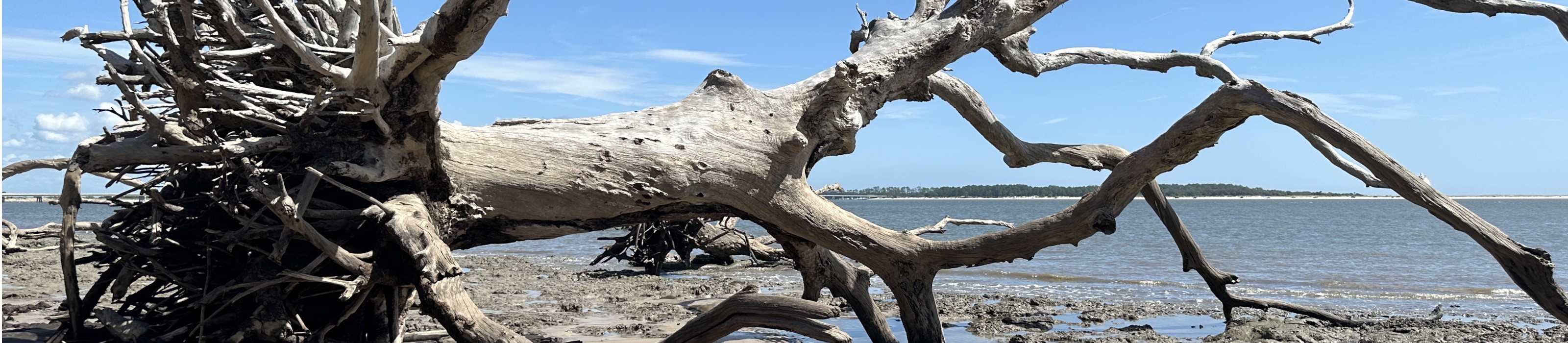 Large driftwood trees lie on the beach at Big Talbot Island State Park. Photo Credit: © Elaine Liles/TNC