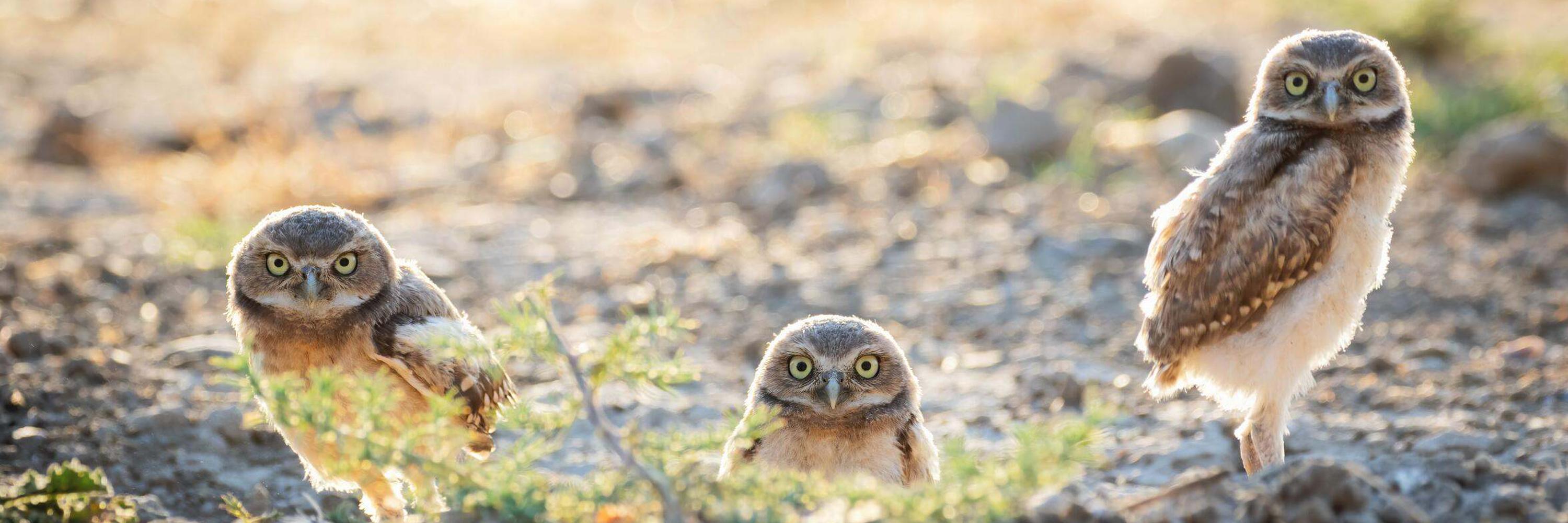 Burrowing Owl Family © ZhuoWen Chen/TNC Photo Contest 2