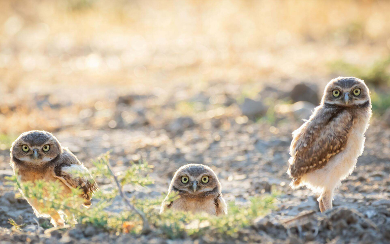 Burrowing Owl Family © ZhuoWen Chen/TNC Photo Contest 2