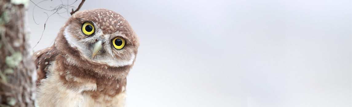 Burrowing Owlet in Cape Coral, Florida © Megan Lorenz/TNC Photo Contest 2018