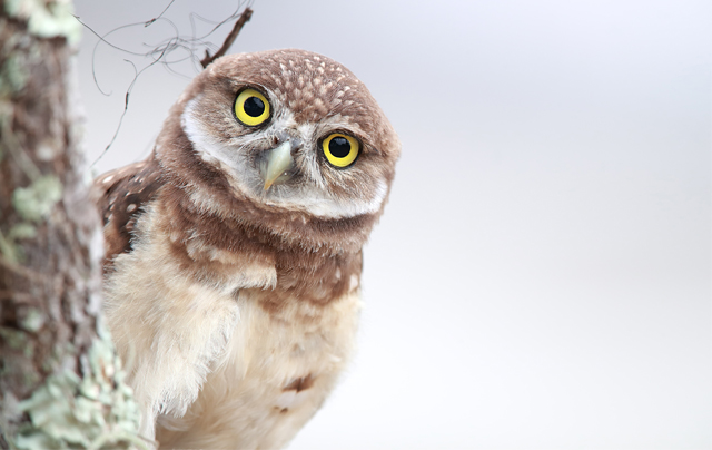 Burrowing Owlet in Cape Coral, Florida © Megan Lorenz/TNC Photo Contest 2018