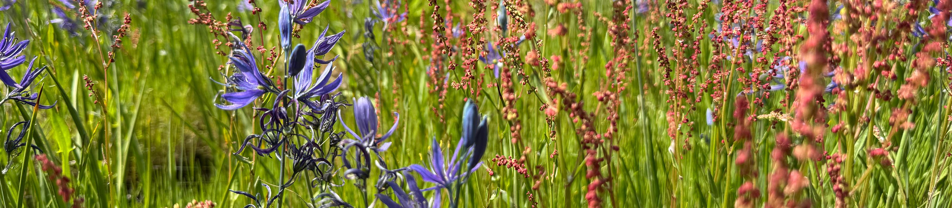 Purple and orange wildflowers flourish in a field of green grass. © Molly Dougherty/TNC