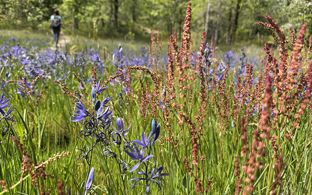 Purple and orange wildflowers flourish in a field of green grass. © Molly Dougherty/TNC