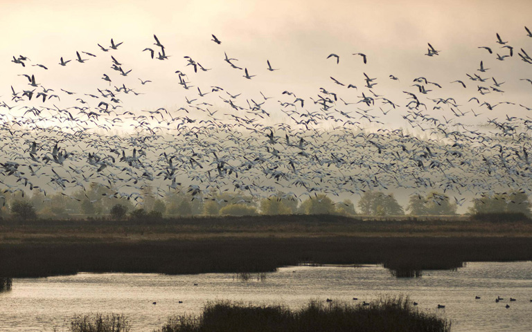 Birds take flight off the marshes of TNC's 4,122-acre Port Susan Bay Preserve in Washington. © Bridget Besaw 
