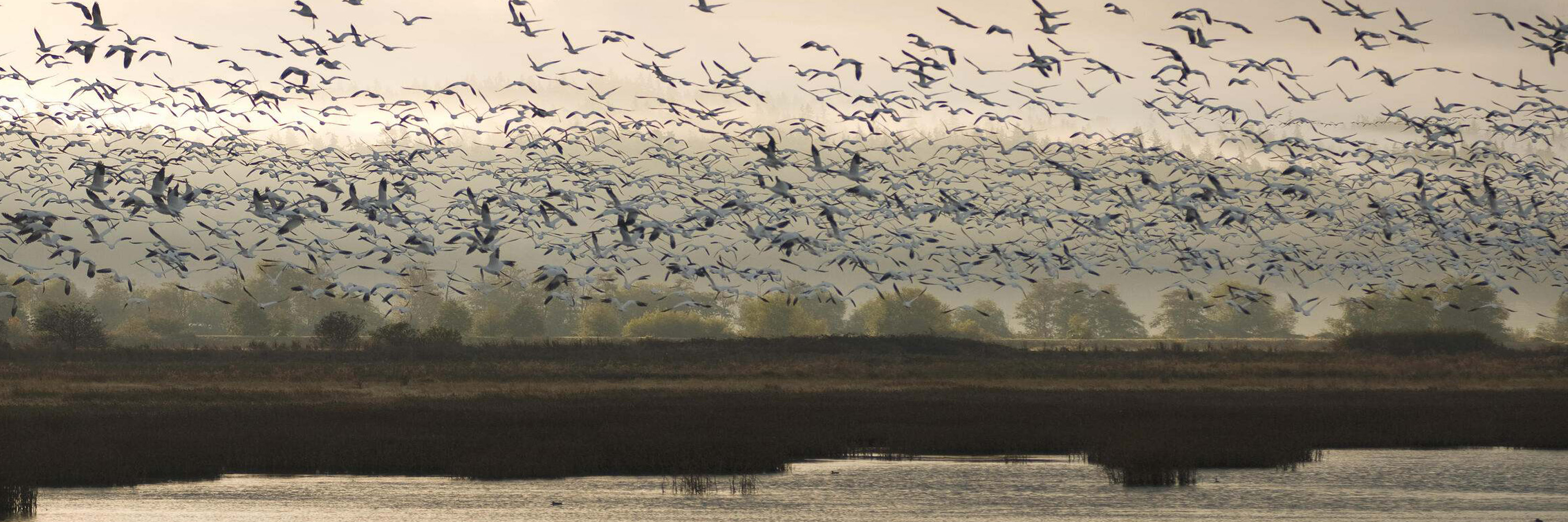 Birds take flight off the marshes of TNC's 4,122-acre Port Susan Bay Preserve in Washington. © Bridget Besaw 