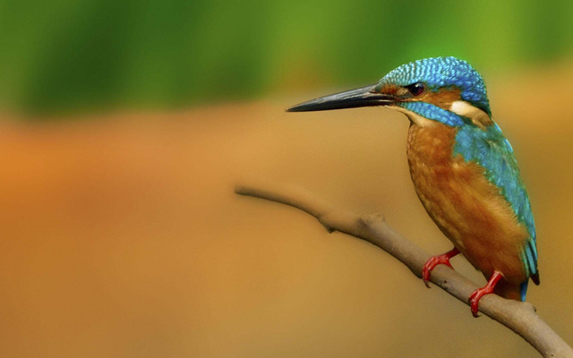 Kingfisher © Francois Wolfaardt/TNC Photo Contest 2019