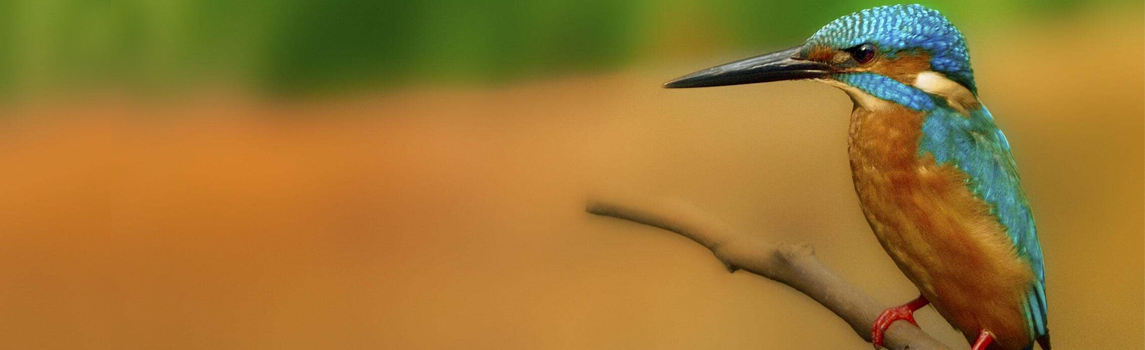 Kingfisher © Francois Wolfaardt/TNC Photo Contest 2019