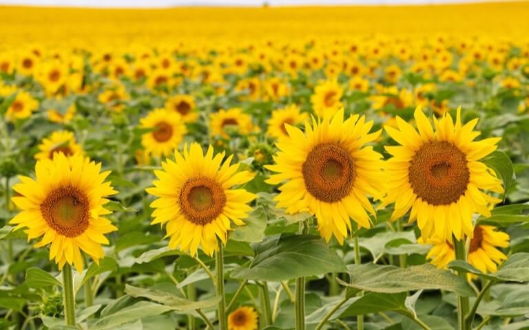 Sunflower field. &copy; Peter Virag/TNC Photo Contest 2019