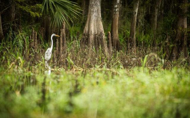 Great egret sits on bank of Fisheating Creek next to cypress trees. Photo Credit: © Ralph Pace