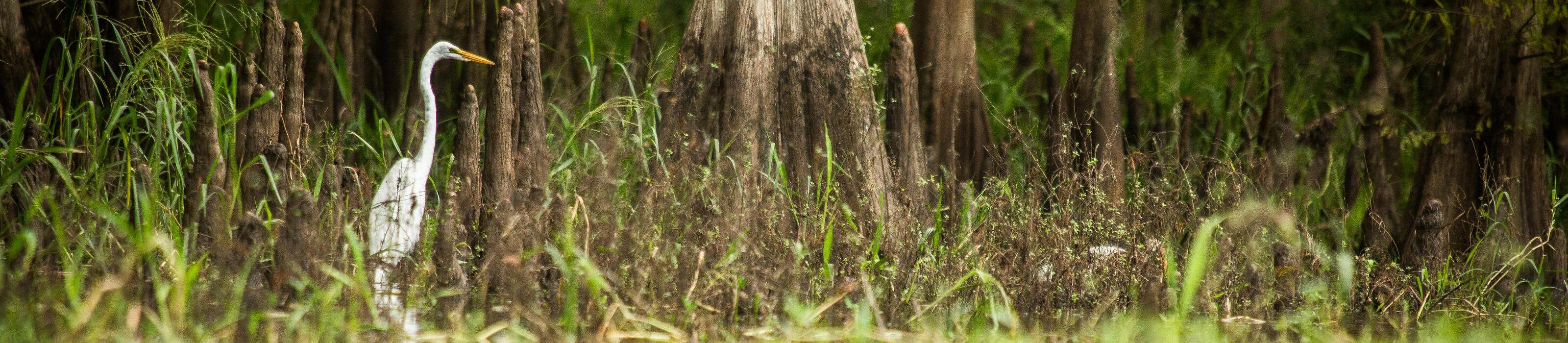 Great egret sits on bank of Fisheating Creek next to cypress trees. Photo Credit: © Ralph Pace