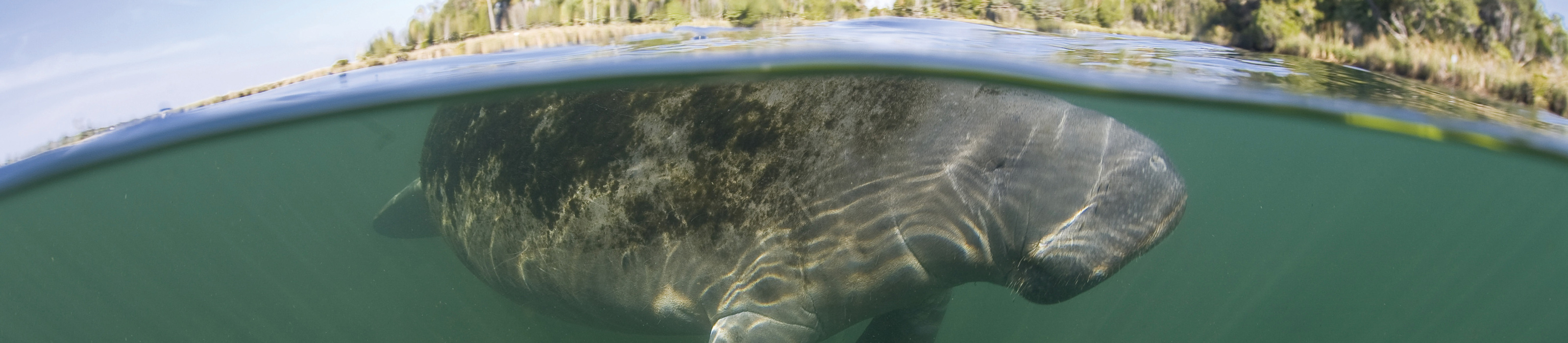 Florida manatee. Photo Credit: © Ethan Daniels