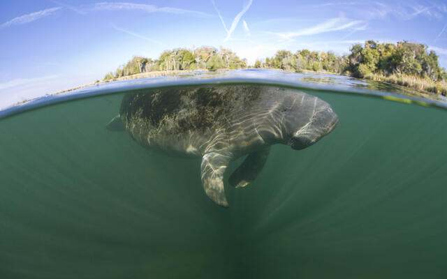 Florida manatee. Photo Credit: © Ethan Daniels