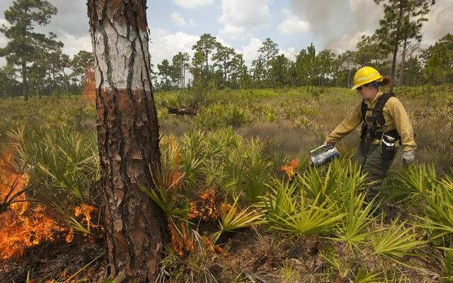 A prescribed fire practitioner uses a drip torch to start fire in longleaf pine forest at Disney Wilderness Preserve. Photo Credit: © Carlton Ward, Jr