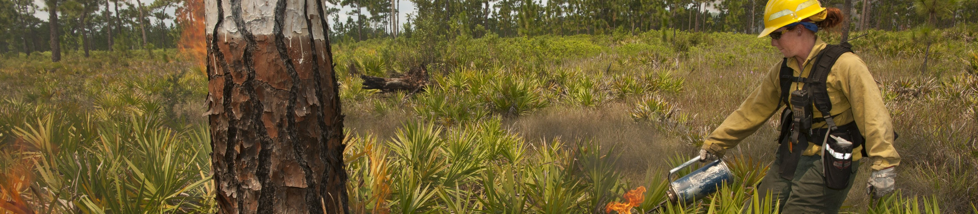 A prescribed fire practitioner uses a drip torch to start fire in longleaf pine forest at Disney Wilderness Preserve. Photo Credit: © Carlton Ward, Jr