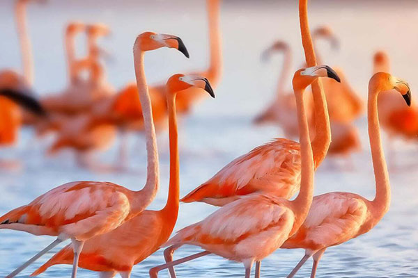 Pink flamingos wade in water. © Jonathan Ross /TNC Photo Contest 2018