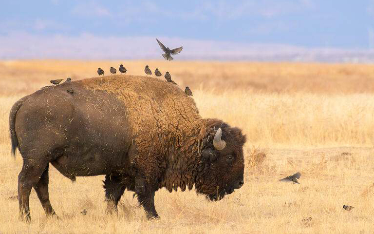 Starlings on a grazing bison at the Rocky Mountain Arsenal National Wildlife Refuge in Colorado. © Behic Akgun/TNC Photo Contest 2023