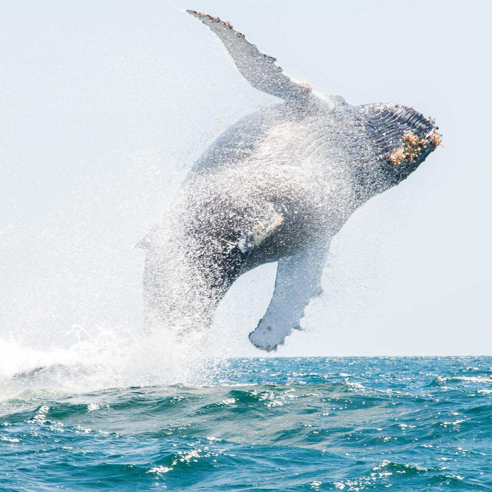 Photo: &copy; Michele Roux/TNC Photo Contest 2021
