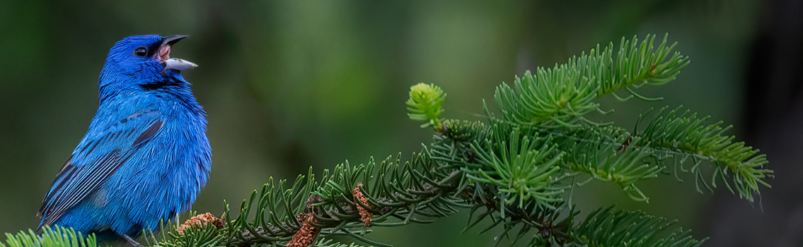 Indigo bunting showing off his blue hues and sing-songy voice in his pine tree © Griffin Nagle/TNC Photo Contest 2021