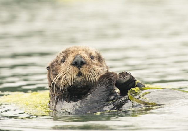 An endangered southern sea otter rests and grooms in lower Elkhorn Slough. Photo Credit: ©  Kiliii Yuyan