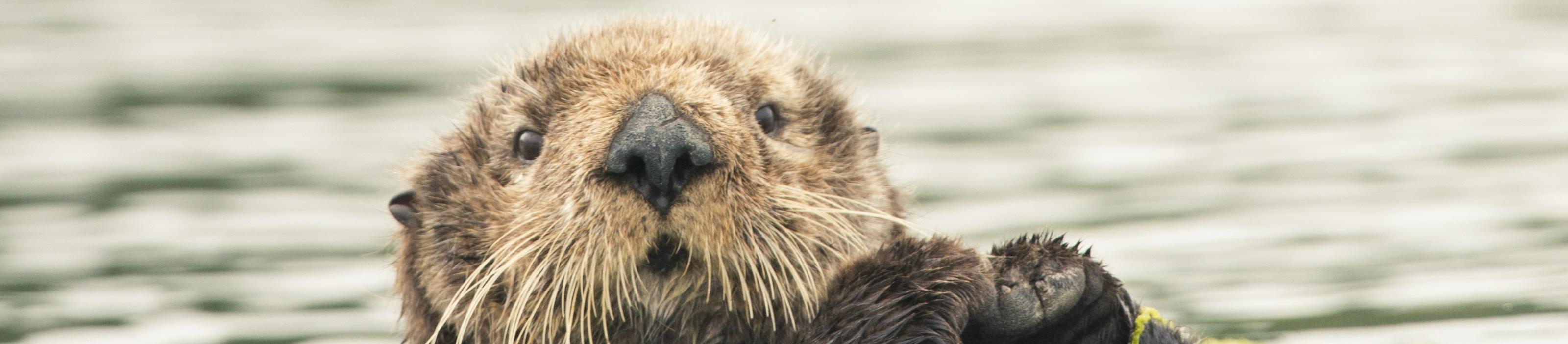 An endangered southern sea otter rests and grooms in lower Elkhorn Slough. Photo Credit: ©  Kiliii Yuyan
