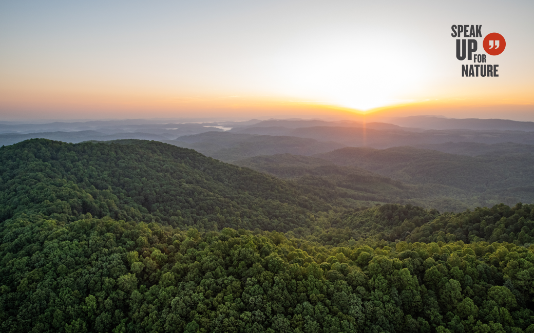 Sunrise aerial image of land protected by The Nature Conservancy's Cumberland Forest Project.