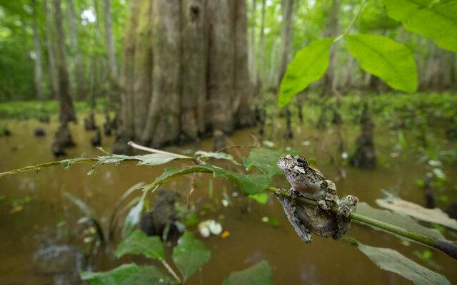 A Gray tree frog on a tree branch in front of Alabama's Champion Cypress in the Mobile-Tensaw River Delta, Alabama. Photo Credit: © Mac Stone