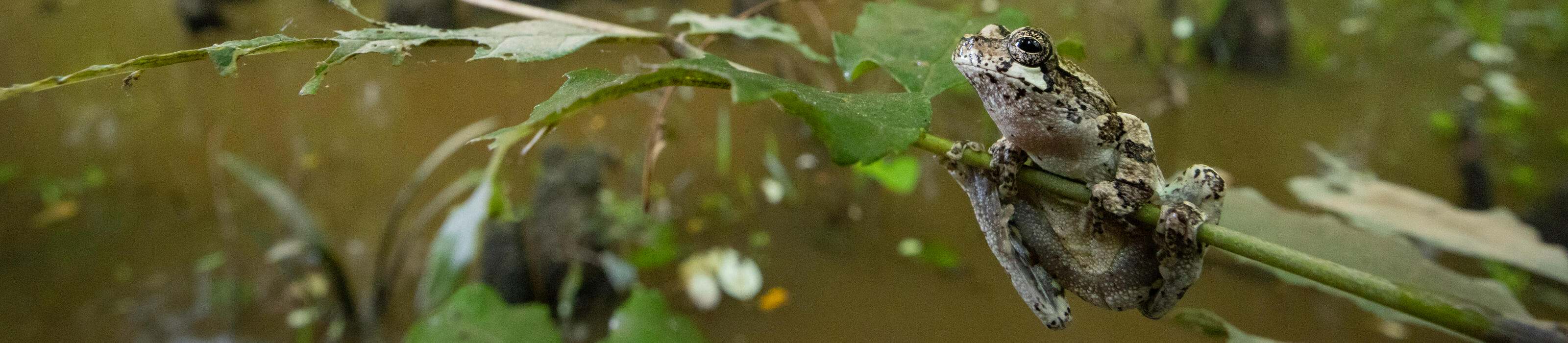 A Gray tree frog on a tree branch in front of Alabama's Champion Cypress in the Mobile-Tensaw River Delta, Alabama. Photo Credit: © Mac Stone