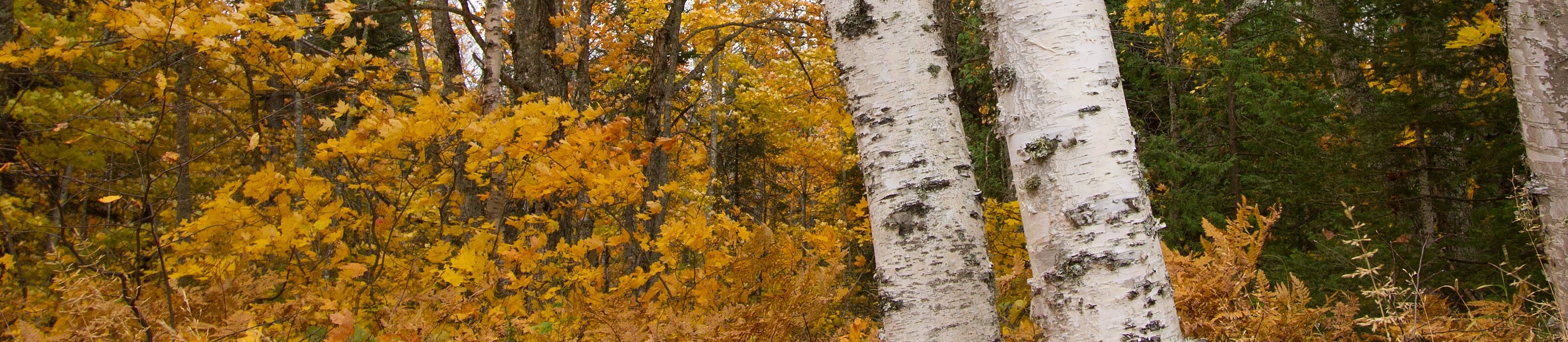 Forested area with fall foliage. © Jason Whalen/Big Foot Media