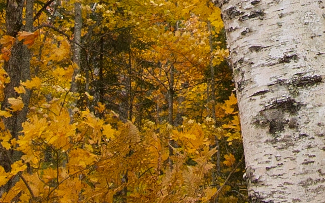 Forested area with fall foliage. © Jason Whalen/Big Foot Media