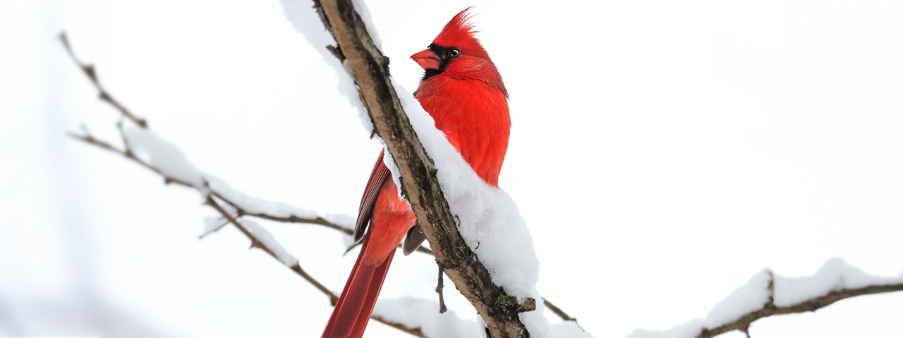 Cardinal Protection Photos Donate Now to Protect Nature | The Nature Conservancy