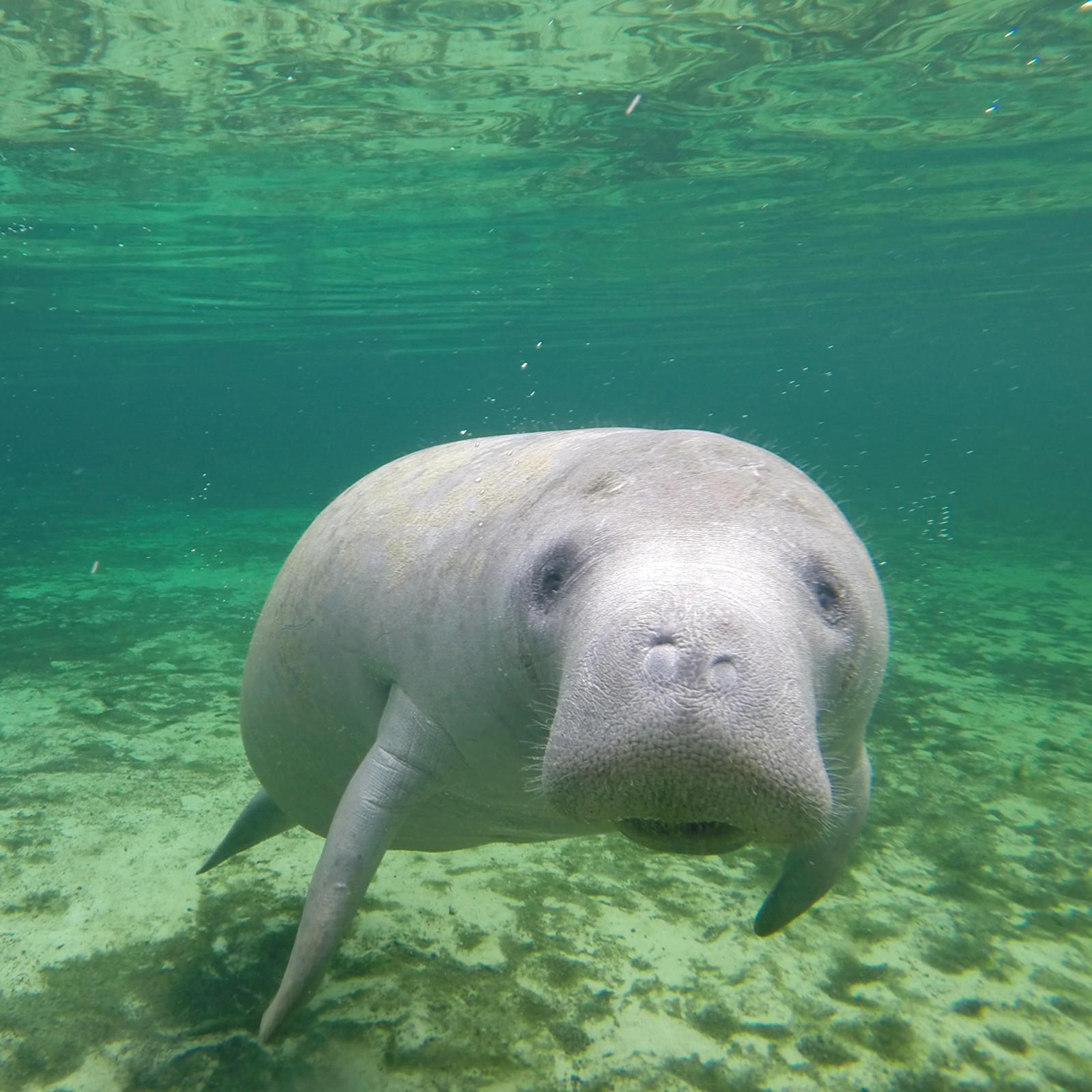 A manatee is pictured under water looking into the camera.