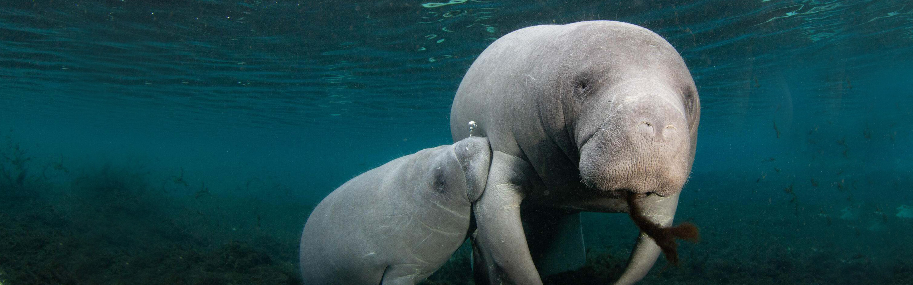 Nursing Manatees © Nicholas Larghi/TNC Photo Contest 2021