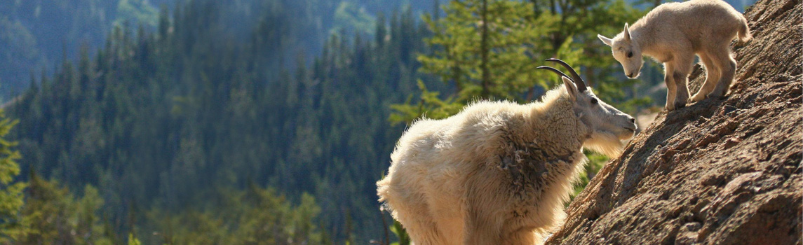 A mountain goat and its young in Alpine Lake Wilderness near Cle Elum, Washington. © Taylor McDowell 