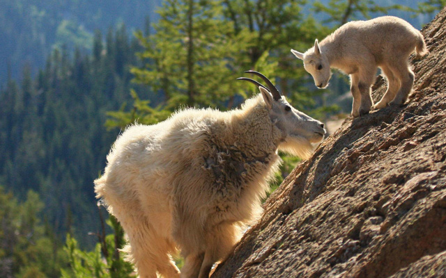 A mountain goat and its young in Alpine Lake Wilderness near Cle Elum, Washington. © Taylor McDowell 