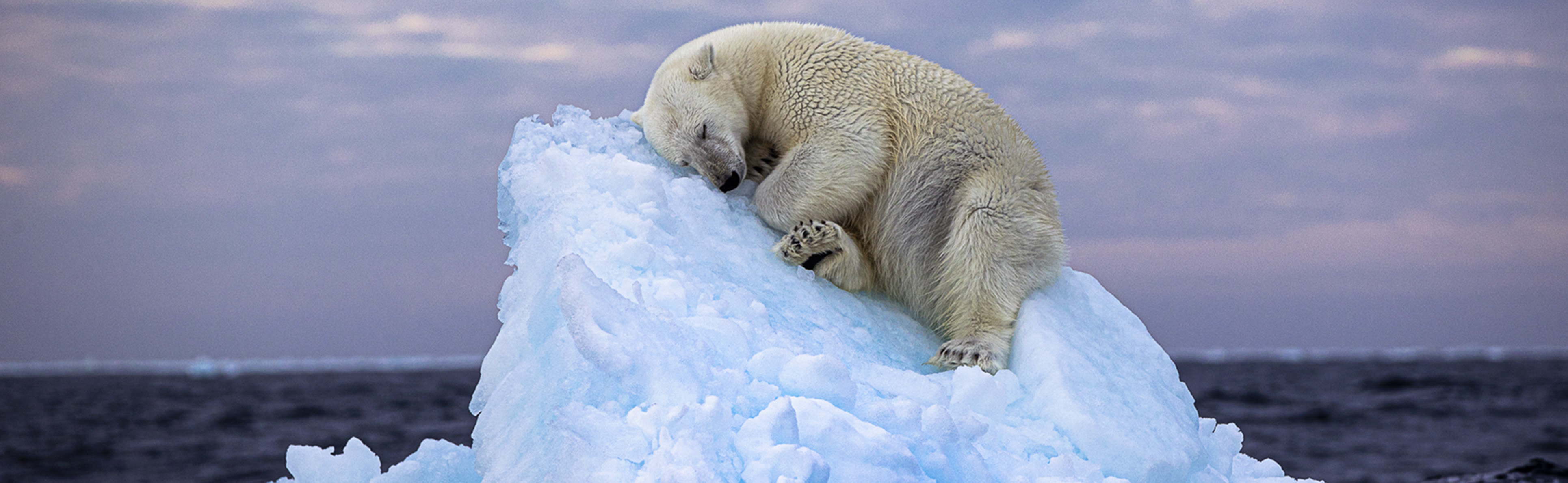 A polar bear sleeping on a small iceberg in Norway's Svalbard archipelago. © Nima Sarikhani