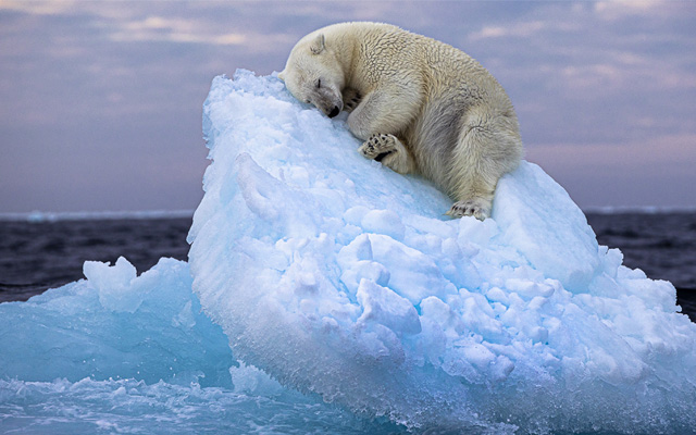 A polar bear sleeping on a small iceberg in Norway's Svalbard archipelago. © Nima Sarikhani