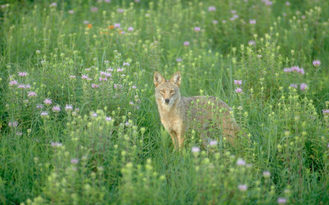 A coyote stares ahead, flanked by purple blooms.