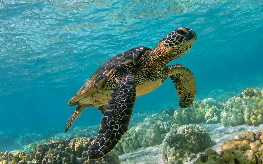 Green sea turtle swimming in the shallow waters of Kahalu'u Beach, Big Island, Hawaii. &copy; Bo Pardau