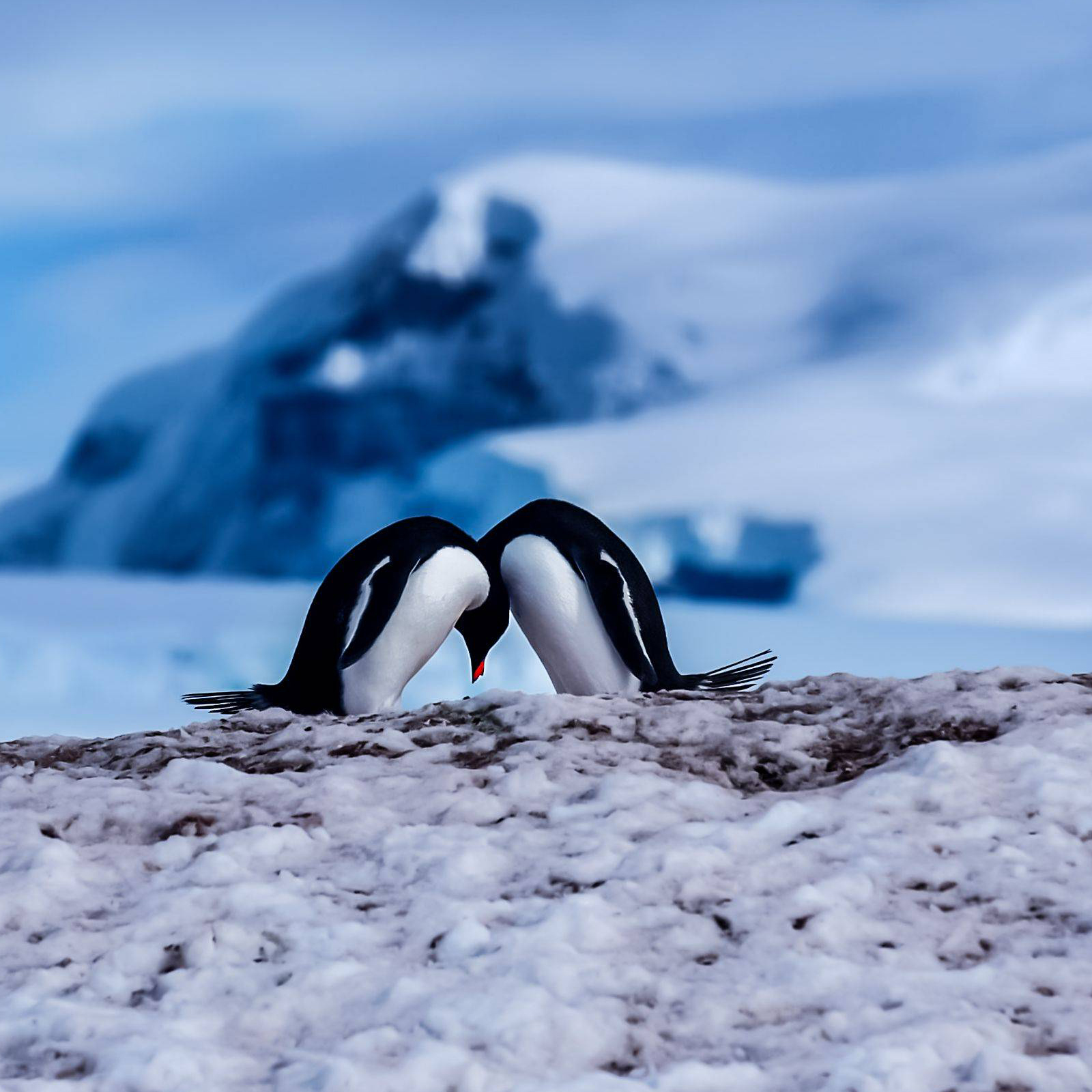 Penguins huddle on the ice © Xiaozhu Liu/TNC Photo Contest 2021 