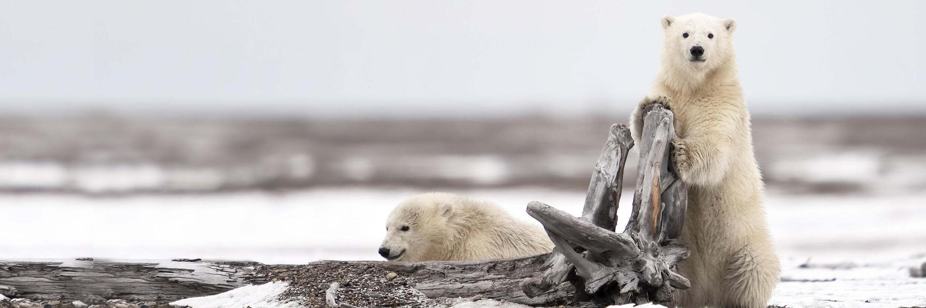 Polar Bear cubs playing with driftwood in Alaska © Khurram Khan /TNC Photo Contest 2019