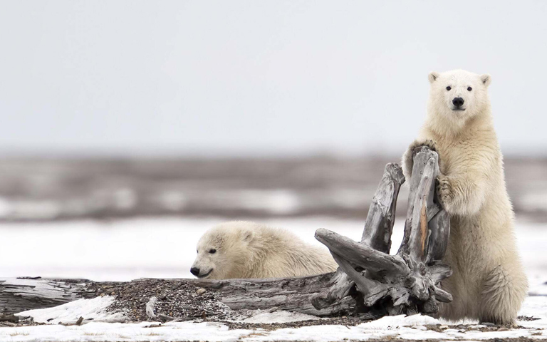 Polar Bear cubs playing with driftwood in Alaska © Khurram Khan /TNC Photo Contest 2019