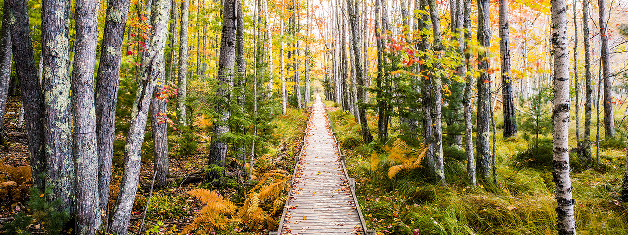 Autumn colors in the trees in Acadia National Park, Maine.